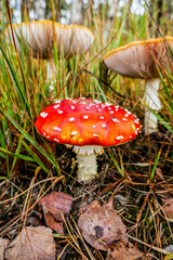 A red-and-white fly agaric mushroom, with two larger ones in the background.