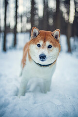 Happy red shiba inu in the snow. Dog in in winter walk in the forest