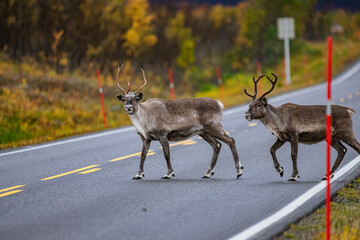 reindeer on big road in autumn in scandinavia
