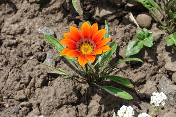 Flower of red and orange Gazania rigens in July