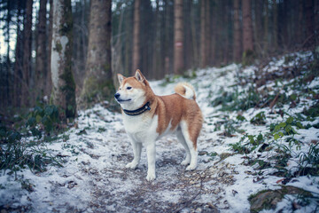Happy red shiba inu in the snow. Dog in in winter walk in the forest