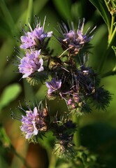 fleur  mauve des champs