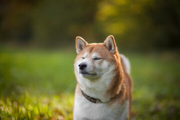 Naklejka na ściany i meble Shiba inu in the nature. Dog on a Walk. Red Shiba inu in the forest/field. Happy Dog