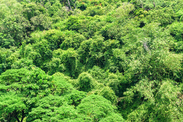 Fototapeta na wymiar Top view of tropical forest. Green foliage of rainforest.