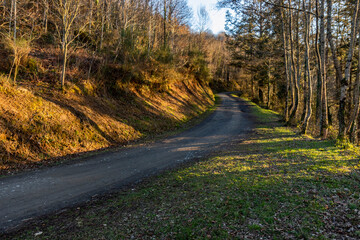 Fototapeta premium Caminando entre Paisajes y arboles de Listorreta Errenteria