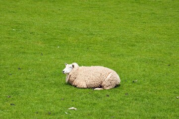 Obraz premium sheep in the meadow