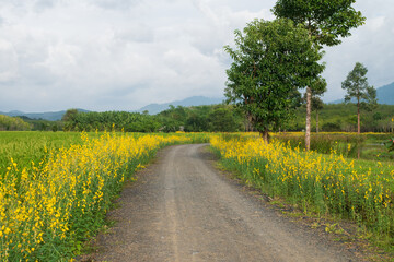 pathway or walkway with golden yellow flowers field landscapte with mountain view and clear bluesky for farm background