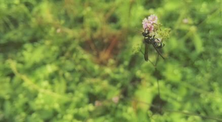 small black insect on pink flowers  