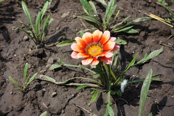 Single white and red flower of Gazania rigens in July