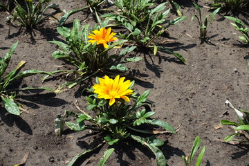 2 bright yellow flowers of Gazania rigens in July
