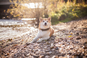 Red shiba inu at Rocks close to  a river. Dog on a walk in the nature. Dog posing in the sunlight
