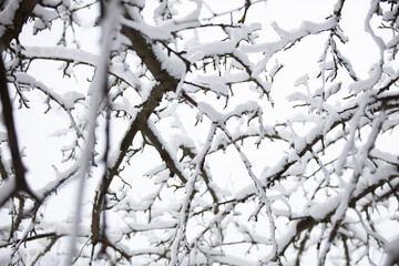 Many tree branches in the winter snow. Winter background.