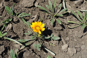 A flower of amber yellow Gazania rigens in July