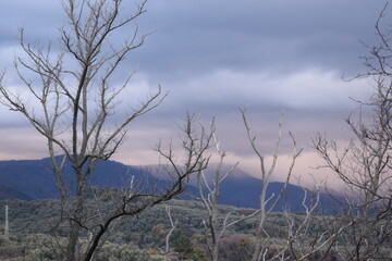 Beautiful landscape with trees and dense clouds at dusk