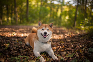 Shiba inu in the nature. Dog on a Walk. Red Shiba inu in the forest/field. Happy Dog is a little bit chunky