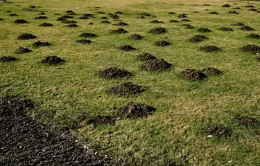 Wiese mit vielen Maulwurfhügeln