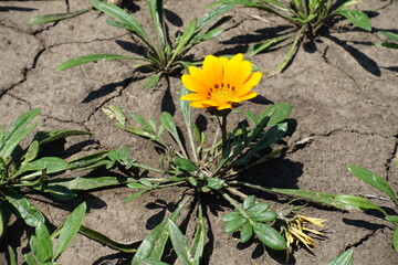 Flower of amber yellow Gazania rigens in July