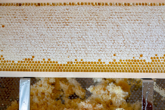 Imkerei verdeckeltes Honigrähmchen