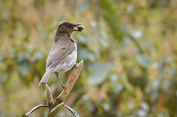 Bird standing on a branch feeding on a wild fruit
