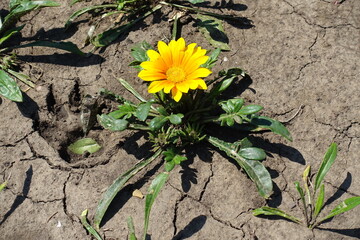 Gazania rigens with single amber yellow flower in July