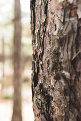 Obraz premium Makroaufnahme von Bäumen auf Texel