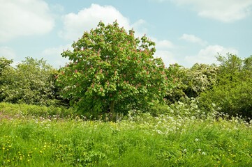 landscape with trees