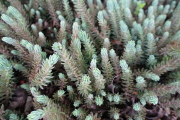 Lush reddish blue foliage of rock stonecrop in May