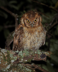 Owl perched on a mango tree