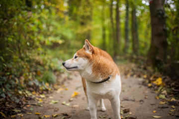 Naklejka na ściany i meble Red Shiba Inu sitting and standing in the Forest in autumn time with golden leaves