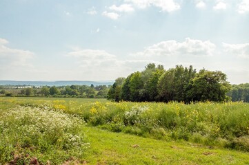 Springtime blossoms and landscape with sky and grass