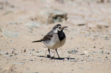 Motacilla alba - White wagtail