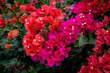 Red and Pink Bougainvillia Flowers