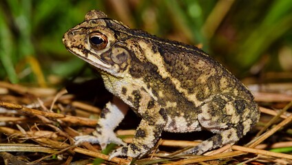 Gulf Coast toad (Incilius valliceps) sitting on dried grass, side view. Common to the Southern...