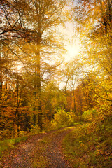 Sonnenstrahlen auf einem Feldweg im Herbstwald