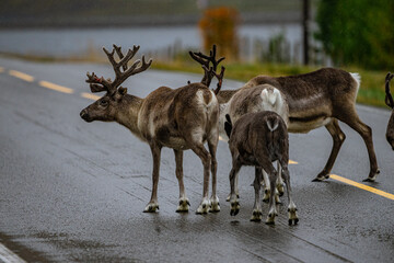 reindeer on big road in autumn in scandinavia