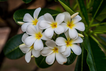 Fototapeta na wymiar Plumeria Alba Flowers, also known as Franginani