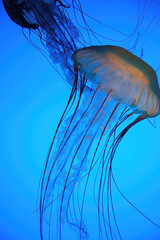 Jellyfish in the aquarium sea 