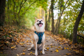 Red Shiba Inu sitting and standing  in the Forest in autumn time with golden leaves