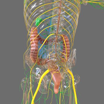 Large Intestine 3D Illustration Human Digestive System Anatomy