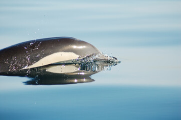 Dolphin in the Mediterranean calm blue seas 