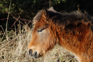 Fototapeta premium Wild Pony in the UK 