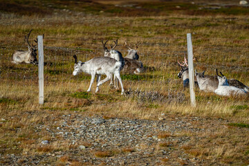 Reindeer herd in the tundra of north Norway