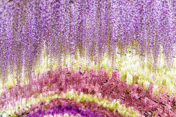 河内藤園の藤の花