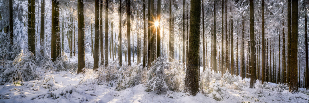 Panoramic view of a winter forest in sunlight	