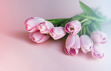 pink tulips lie on the side on a pink background, postcard