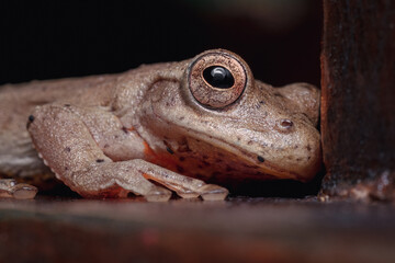 Little frog hidden under a chair