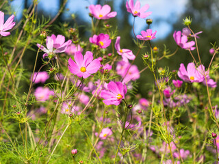 A group of pink garden cosmos (Cosmos bipinnatus) blooming in a garden on a sunny summer day, closeup with selective focus