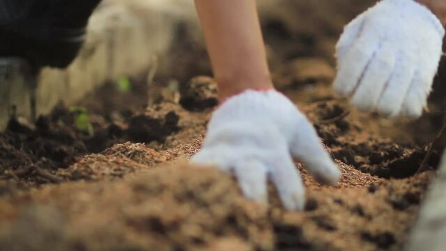Hand of gardener mixing compost with soil, making vegetable garden at home.