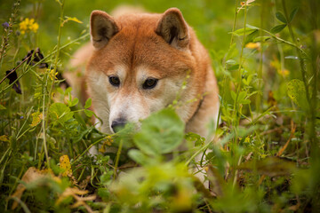 Portrait eines Shiba Inu`s in einem Feld.