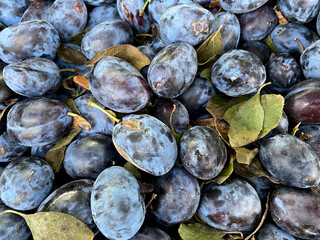 Blue, fresh, organic plums at the market.